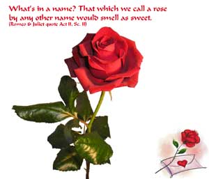 Valentine Roses on Single Red Rose   The Perfect Symbol Of Your Love At Anytime
